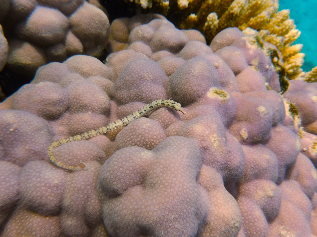 Site en cours de construction…